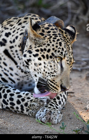 Eine marinierte leopard Dressing up und Pflege auf dem Boden in einem Wildlife Reserve nach seiner Beute Essen auf einem Baum, aufgezeichnet am 04.03.2019. Der Leopard (Panthera pardus) gehört zur Familie der Katzen; Nach dem Tiger, Loewen und Jaguar, er ist die vierte größte Raubkatze. Die low-empfänglichen Arten leben in Asien und Afrika südlich der Sahara, unterschiedlicher Größe und Gewicht abhängig von der Umgebung, männlichen Leoparden können eine Schulterhöhe von 70-80 cm und ein Gewicht von bis zu 90 kg erreichen. Foto: Matthias Toedt/dpa-Zentralbild/ZB/Picture Alliance | Verwendung weltweit Stockfoto