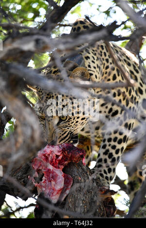 Eine marinierte Leopard hat ein Baum mit seiner Beute in einem Wildlife Reserve geklettert und ist der Riss es Essen, am 04.03.2019. Der Leopard (Panthera pardus) gehört zur Familie der Katzen; Nach dem Tiger, Loewen und Jaguar, er ist die vierte größte Raubkatze. Die low-empfänglichen Arten leben in Asien und Afrika südlich der Sahara, unterschiedlicher Größe und Gewicht abhängig von der Umgebung, männlichen Leoparden können eine Schulterhöhe von 70-80 cm und ein Gewicht von bis zu 90 kg erreichen. Foto: Matthias Toedt/dpa-Zentralbild/ZB/Picture Alliance | Verwendung weltweit Stockfoto