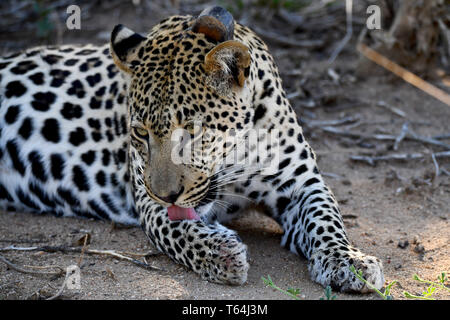 Eine marinierte leopard Dressing up und Pflege auf dem Boden in einem Wildlife Reserve nach seiner Beute Essen auf einem Baum, aufgezeichnet am 04.03.2019. Der Leopard (Panthera pardus) gehört zur Familie der Katzen; Nach dem Tiger, Loewen und Jaguar, er ist die vierte größte Raubkatze. Die low-empfänglichen Arten leben in Asien und Afrika südlich der Sahara, unterschiedlicher Größe und Gewicht abhängig von der Umgebung, männlichen Leoparden können eine Schulterhöhe von 70-80 cm und ein Gewicht von bis zu 90 kg erreichen. Foto: Matthias Toedt/dpa-Zentralbild/ZB/Picture Alliance | Verwendung weltweit Stockfoto