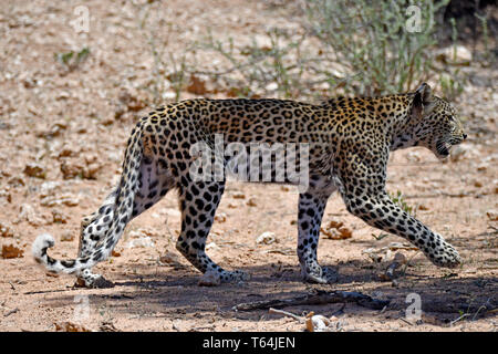 Ein Leopard an der Fotograf über eine dünn überdachte Fläche in der Kgalagadi Transfrontier National Park, am 26.02.2019. Der Leopard (Panthera pardus) gehört zur Familie der Katzen; Nach dem Tiger, Loewen und Jaguar, er ist die vierte größte Raubkatze. Die low-empfänglichen Arten leben in Asien und Afrika südlich der Sahara, unterschiedlicher Größe und Gewicht abhängig von der Umgebung, männlichen Leoparden können eine Schulterhöhe von 70-80 cm und ein Gewicht von bis zu 90 kg erreichen. Foto: Matthias Toedt/dpa-Zentralbild/ZB/Picture Alliance | Verwendung weltweit Stockfoto