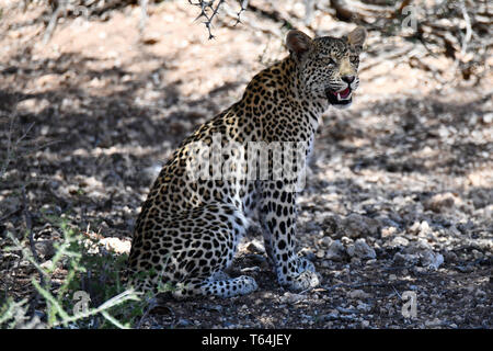 Im Schatten eines Baumes, ein Leopard nimmt einen Bruch in der Hitze des Tages in der Südafrikanischen Teil des Kgalagadi Transfrontier National Park und entspannt, am 26.02.2019. Der Leopard (Panthera pardus) gehört zur Familie der Katzen; Nach dem Tiger, Loewen und Jaguar, er ist die vierte größte Raubkatze. Die low-empfänglichen Arten leben in Asien und Afrika südlich der Sahara, unterschiedlicher Größe und Gewicht abhängig von der Umgebung, männlichen Leoparden können eine Schulterhöhe von 70-80 cm und ein Gewicht von bis zu 90 kg erreichen. Foto: Matthias Toedt/dpa-Zentralbild/ZB/Picture Alliance | u Stockfoto