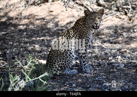 Im Schatten eines Baumes, ein Leopard nimmt einen Bruch in der Hitze des Tages in der Südafrikanischen Teil des Kgalagadi Transfrontier National Park und entspannt, am 26.02.2019. Der Leopard (Panthera pardus) gehört zur Familie der Katzen; Nach dem Tiger, Loewen und Jaguar, er ist die vierte größte Raubkatze. Die low-empfänglichen Arten leben in Asien und Afrika südlich der Sahara, unterschiedlicher Größe und Gewicht abhängig von der Umgebung, männlichen Leoparden können eine Schulterhöhe von 70-80 cm und ein Gewicht von bis zu 90 kg erreichen. Foto: Matthias Toedt/dpa-Zentralbild/ZB/Picture Alliance | u Stockfoto