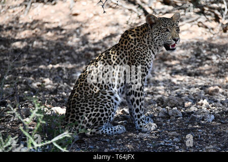 Im Schatten eines Baumes, ein Leopard nimmt einen Bruch in der Hitze des Tages in der Südafrikanischen Teil des Kgalagadi Transfrontier National Park und entspannt, am 26.02.2019. Der Leopard (Panthera pardus) gehört zur Familie der Katzen; Nach dem Tiger, Loewen und Jaguar, er ist die vierte größte Raubkatze. Die low-empfänglichen Arten leben in Asien und Afrika südlich der Sahara, unterschiedlicher Größe und Gewicht abhängig von der Umgebung, männlichen Leoparden können eine Schulterhöhe von 70-80 cm und ein Gewicht von bis zu 90 kg erreichen. Foto: Matthias Toedt/dpa-Zentralbild/ZB/Picture Alliance | u Stockfoto