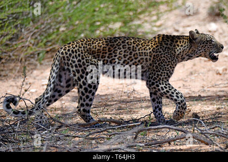 Ein Leopard an der Fotograf über eine dünn überdachte Fläche in der Kgalagadi Transfrontier National Park, am 26.02.2019. Der Leopard (Panthera pardus) gehört zur Familie der Katzen; Nach dem Tiger, Loewen und Jaguar, er ist die vierte größte Raubkatze. Die low-empfänglichen Arten leben in Asien und Afrika südlich der Sahara, unterschiedlicher Größe und Gewicht abhängig von der Umgebung, männlichen Leoparden können eine Schulterhöhe von 70-80 cm und ein Gewicht von bis zu 90 kg erreichen. Foto: Matthias Toedt/dpa-Zentralbild/ZB/Picture Alliance | Verwendung weltweit Stockfoto