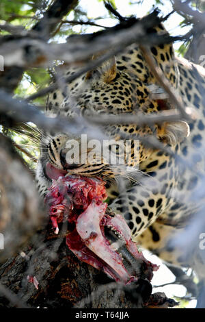 Namibia. 04 Mär, 2019. Ein Leopard hat ein Baum mit seiner Beute in einem Wildlife Reserve geklettert und isst seinen Crack, am 04.03.2019. Der Leopard (Panthera pardus) gehört zur Familie der Katzen; Nach dem Tiger, Loewen und Jaguar, er ist die vierte größte Raubkatze. Die low-empfänglichen Arten leben in Asien und Afrika südlich der Sahara, unterschiedlicher Größe und Gewicht abhängig von der Umgebung, männlichen Leoparden können eine Schulterhöhe von 70-80 cm und ein Gewicht von bis zu 90 kg erreichen. Credit: Matthias Toedt/dpa-Zentralbild/ZB/Picture Alliance | Verwendung weltweit/dpa/Alamy leben Nachrichten Stockfoto