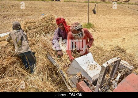 Punjab Punjab, Indien. 29 Apr, 2019. Indische Bauern gesehen, die Schale von der Trennung von Geernteten Weizen Körner mit einem Harvester Maschine auf einem Feld in Punjab. Die Ernte von Weizen ist in Indien, einem der weltweit größten Hersteller von der Ernte begonnen. Die Landwirtschaft ist die wichtigste Lebensgrundlage für rund 60 Prozent der indischen 1,2 Milliarden Menschen. Credit: Saqib Majeed/SOPA Images/ZUMA Draht/Alamy leben Nachrichten Stockfoto