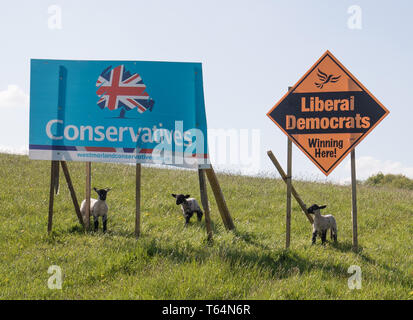 Cumbria, Großbritannien. 29 Apr, 2019. Zeichen im Feld für die Konservativen und die Liberaldemokraten mit neuen Lämmer Westmoald & Lonsdale constuincey Wo es ist immer ein enges Rennen zwischen Konservativen und Liberalen. Credit: Shoosmith/Alamy leben Nachrichten Stockfoto