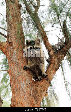 Süße Waschbär, Procyon lotor, in einem Baum nach unten schauen. Stockfoto