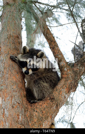 Süße Waschbär, Procyon lotor, in einem Baum nach unten schauen. Stockfoto