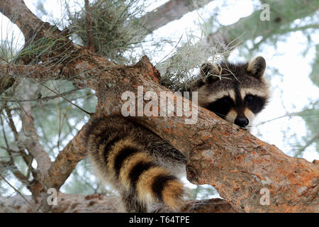 Süße Waschbär, Procyon lotor, in einem Baum nach unten schauen. Stockfoto