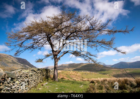 Einsamer Baum auf 'Kampf', die bis zu den Kirkstone Pass im Nationalpark Lake District, Cumbria England Großbritannien Stockfoto