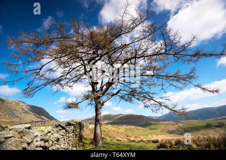 Einsamer Baum auf 'Kampf', die bis zu den Kirkstone Pass im Nationalpark Lake District, Cumbria England Großbritannien Stockfoto