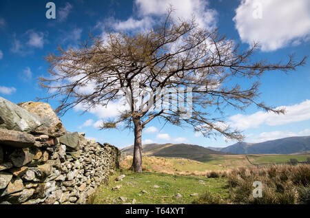 Einsamer Baum auf 'Kampf', die bis zu den Kirkstone Pass im Nationalpark Lake District, Cumbria England Großbritannien Stockfoto