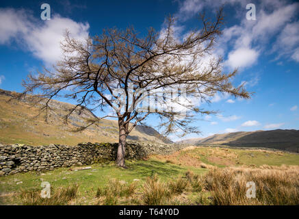 Einsamer Baum auf 'Kampf', die bis zu den Kirkstone Pass im Nationalpark Lake District, Cumbria England Großbritannien Stockfoto