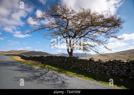 Einsamer Baum auf 'Kampf', die bis zu den Kirkstone Pass im Nationalpark Lake District, Cumbria England Großbritannien Stockfoto