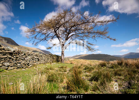 Einsamer Baum auf 'Kampf', die bis zu den Kirkstone Pass im Nationalpark Lake District, Cumbria England Großbritannien Stockfoto