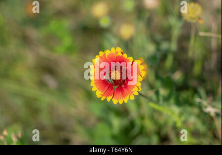 Schönes indisches Gummituch Blume und Biene sammelt Nektar im Sommer Garten Stockfoto
