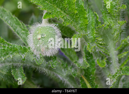 Ungeöffnete bud der Garten Mohn mit Wassertropfen im Frühling Garten abgedeckt Stockfoto