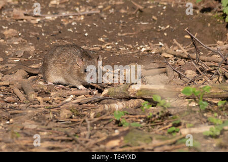 Im Sonnenlicht Gefangen das Nagetier Ratte ist Abholung Essensresten auf dem Boden und direkt auf die Kamera Stockfoto