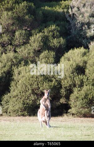 Große Australische Känguru Mann schaut mich an Stockfoto