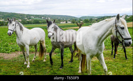 Herde von Pferden, Chomerac, Ardèche, Frankreich, Stockfoto