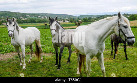 Herde von Pferden, Chomerac, Ardèche, Frankreich, Stockfoto