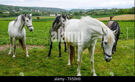 Herde von Pferden, Chomerac, Ardèche, Frankreich, Stockfoto