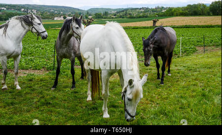 Herde von Pferden, Chomerac, Ardèche, Frankreich, Stockfoto