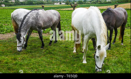 Herde von Pferden, Chomerac, Ardèche, Frankreich, Stockfoto