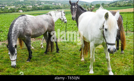 Herde von Pferden, Chomerac, Ardèche, Frankreich, Stockfoto