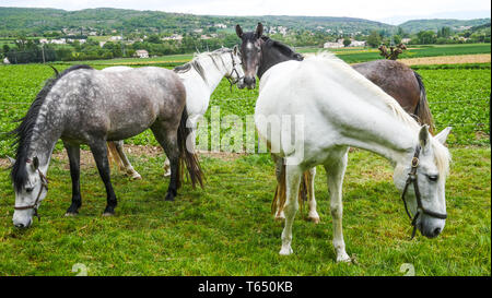 Herde von Pferden, Chomerac, Ardèche, Frankreich, Stockfoto