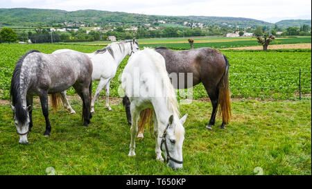 Herde von Pferden, Chomerac, Ardèche, Frankreich, Stockfoto