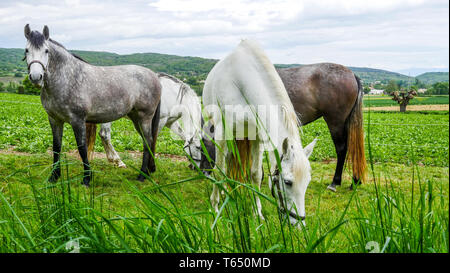 Herde von Pferden, Chomerac, Ardèche, Frankreich, Stockfoto