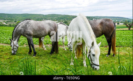 Herde von Pferden, Chomerac, Ardèche, Frankreich, Stockfoto