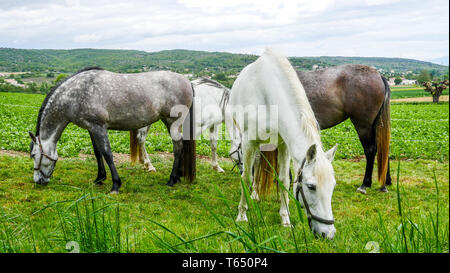 Herde von Pferden, Chomerac, Ardèche, Frankreich, Stockfoto