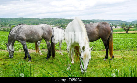 Herde von Pferden, Chomerac, Ardèche, Frankreich, Stockfoto