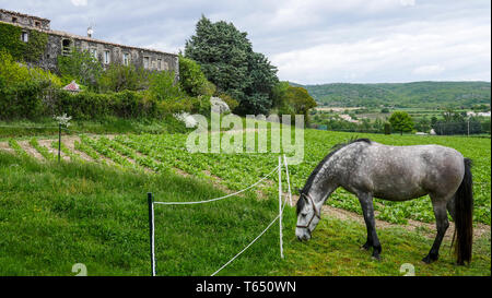 Herde von Pferden, Chomerac, Ardèche, Frankreich, Stockfoto