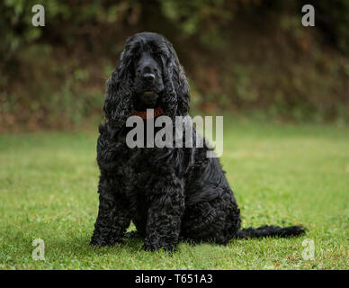 English Cocker Spaniel, 3 Jahre alt, im Park Stockfoto