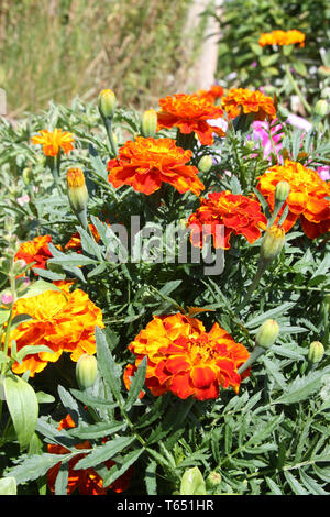 Orange Tagetes (Tagetes Patula) im Garten Stockfoto