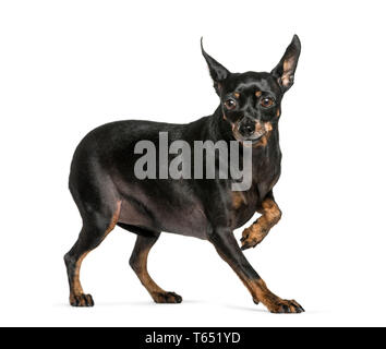 Zwergpinscher vor weißem Hintergrund Stockfoto
