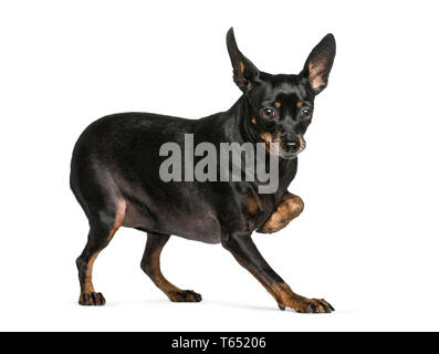 Zwergpinscher vor weißem Hintergrund Stockfoto
