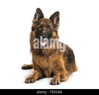 Alt Deutscher Schäferhund Hund liegend vor weißem Hintergrund Stockfoto