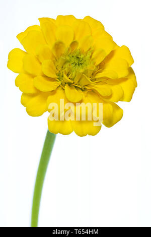 Gemeinsame Zinnia Blume, Zinnia violacea, Syn.: Zinnia elegans Stockfoto