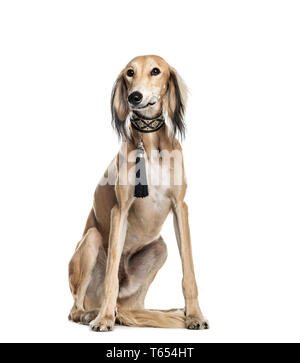 Saluki, 11 Monate alt, sitzt vor weißem Hintergrund Stockfoto