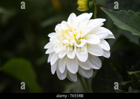 Blüte von einem weißen Dahlie in voller Blüte Stockfoto