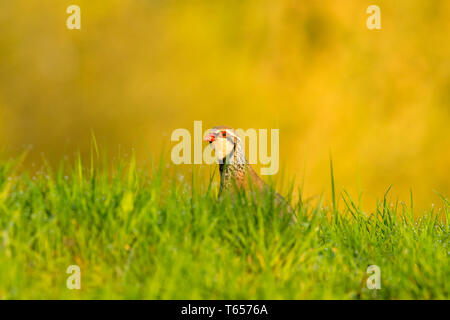 Rebhuhn, Red legged Partridge (alectoris Rufa) im Morgengrauen im nassen Gras. Sauber Hintergrund und grünen Gras im Morgentau bedeckt. Nahaufnahme des Kopfes Stockfoto