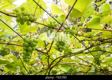 Trauben auf Baum im Weinberg bei Sonneneinstrahlung Stockfoto