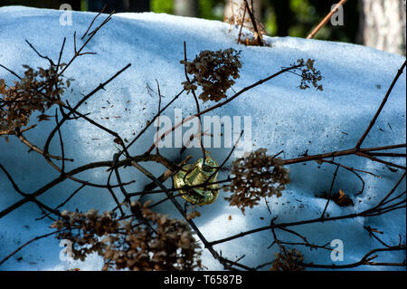 Der Schnee schmilzt und schönen goldenen Glocke auf dem Zweig der Bush scheint als der erste Frühling Blumen Stockfoto