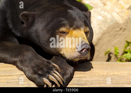 Sun bear auch bekannt als ein malaysischer Bär (Helarctos Malayanus) Stockfoto