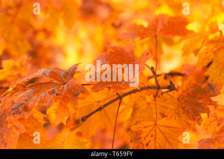 Orange Herbstlaub Hintergrund mit sehr flachen Fokus Stockfoto